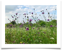 Aston Clinton Ragpits Nature Reserve